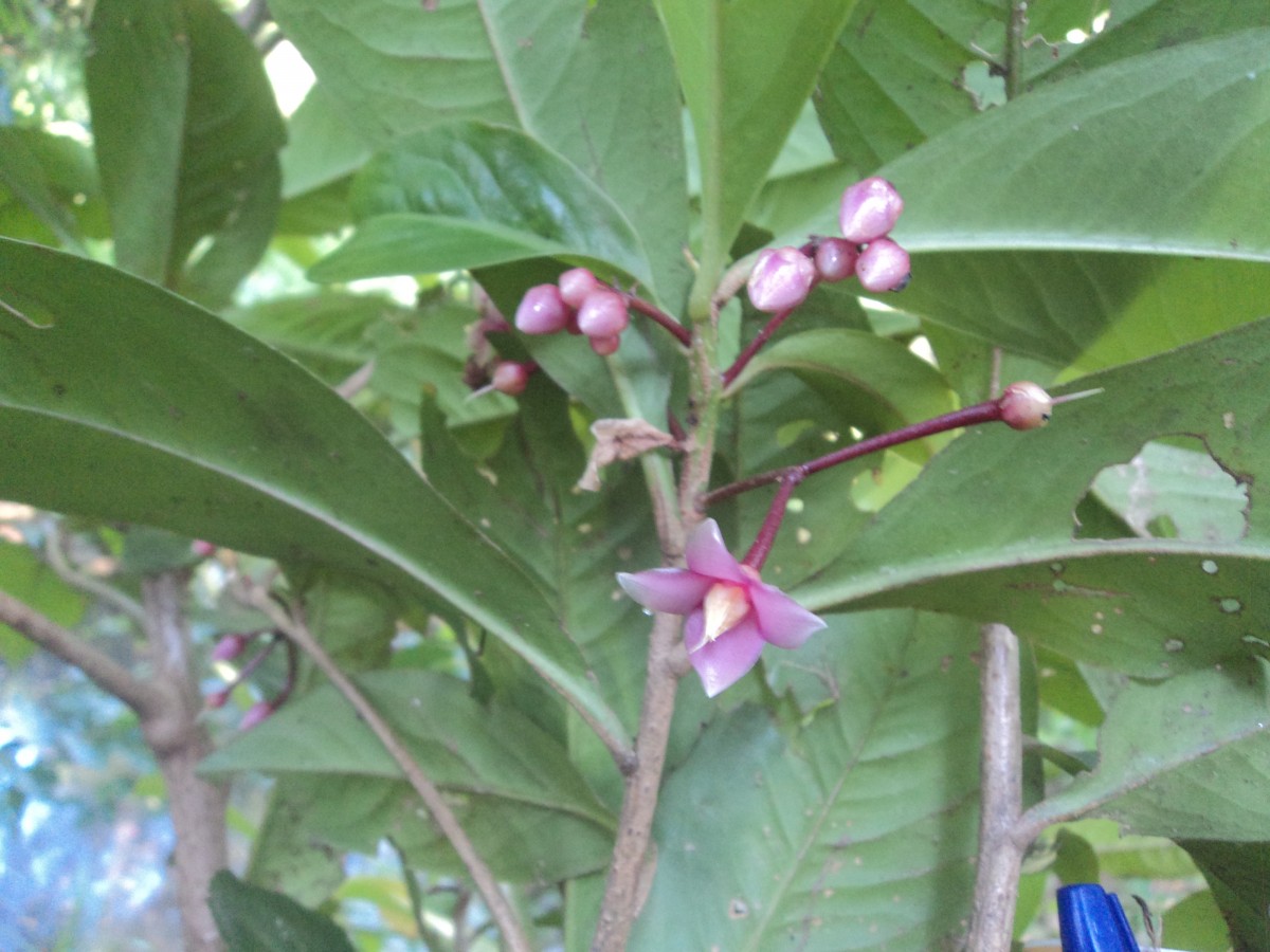 Ardisia solanacea Roxb.